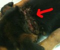 Εύβοια: Βρήκε τον σκύλο στη Νέα Λάμψακο με τεράστια πληγή απ' τη θηλιά γύρω από τον λαιμό του